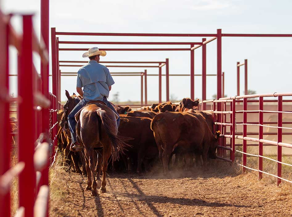 When it comes to moving the Guitars' black and red Angus cattle, this ranch cowboy still relies on his trusty horse.