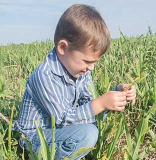 Levin Whitworth checks out the warm-season mix of sorghum-sudangrass, pearl millet, cowpeas, buckwheat and sunflowers his parents sow as cover crops.