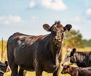 Farm Credit supports TSCRA Special Ranger Foundation with record setting donation