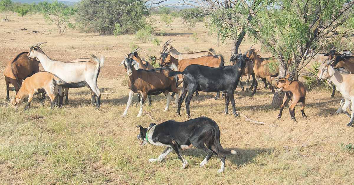 Border collie Bell works a group of Kensing Spanish goats at the Whitworth Ranch in west-central Texas. With several thousand head of sheep and goats, the Whitworths rely on their dogs to help herd their livestock.