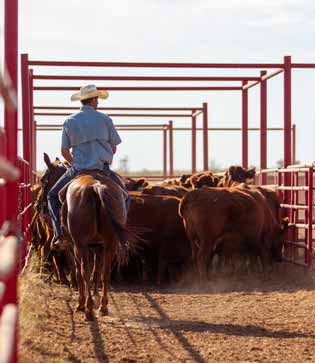 Equipment & Livestock Loans